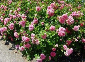 La Rosa Les Quatre Saisons è una pianta naturalmente resistente alle malattie, ai parassiti e all'inquinamento senza trattamenti né pesticidi.
