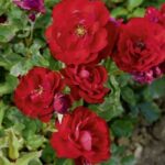 La Rosa Lilli Marlene è una rosa classica molto decorativa con fiori semi-doppi di un bel rosso brillante.