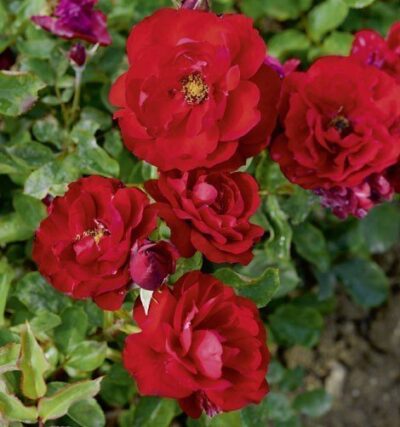 La Rosa Lilli Marlene è una rosa classica molto decorativa con fiori semi-doppi di un bel rosso brillante.
