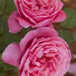 Rosa Line Ranaud Meiclusif