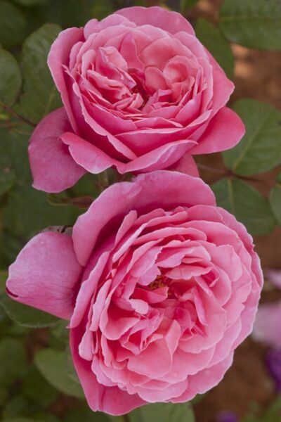 Rosa Line Ranaud Meiclusif