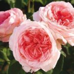 La Rosa Liv Tyler gode di una fragranza forte e persistente che è stata aggiunta da Givenchy nella formula del suo profumo Very Irresistible, per la prima volta al mondo