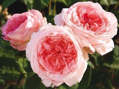 La Rosa Liv Tyler gode di una fragranza forte e persistente che è stata aggiunta da Givenchy nella formula del suo profumo Very Irresistible, per la prima volta al mondo