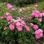 fiori di rosa lovely pink
