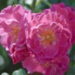 La Rosa Magic Meillandecor è naturalmente resistente alle malattie, ai parassiti e all'inquinamento senza trattamenti né pesticidi ed è stata premiata dal prestigioso A.D.R. tedesco.