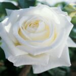 La Rosa Metropolitan ha un aspetto nobile, nella classica foggia a spirale, costituita da circa 28-30 petali di colore bianco purissimo