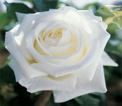 La Rosa Metropolitan ha un aspetto nobile, nella classica foggia a spirale, costituita da circa 28-30 petali di colore bianco purissimo