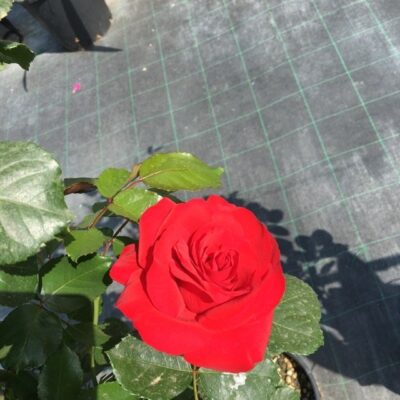 primo piano del fiore di rosa negresco