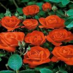 La Rosa Orange Sensation ha un nome decisamente meritato per i fiori a grappoli di un fiammeggiante rosso-arancione e dal leggero profumo.