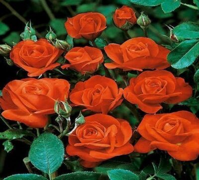La Rosa Orange Sensation ha un nome decisamente meritato per i fiori a grappoli di un fiammeggiante rosso-arancione e dal leggero profumo.