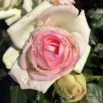 particolare del fiore di rosa palais royal gpt