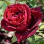 La Rosa Papa Meilland è una rosa rampicante eccezionale per la pienezza delle forme, la forza del profumo e il ricco color porpora vellutato