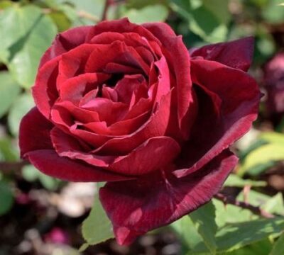 La Rosa Papa Meilland è una rosa rampicante eccezionale per la pienezza delle forme, la forza del profumo e il ricco color porpora vellutato