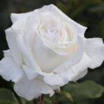 La Rosa Pierre Arditi è semplicemente la miglior rosa bianca del mercato