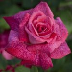 La Rosa Pierre Cardin è un sontuoso rosaio a grandi fiore dalle caratteristiche uniche