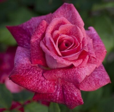 La Rosa Pierre Cardin è un sontuoso rosaio a grandi fiore dalle caratteristiche uniche