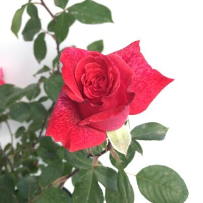fiore di rosa pierre cardin