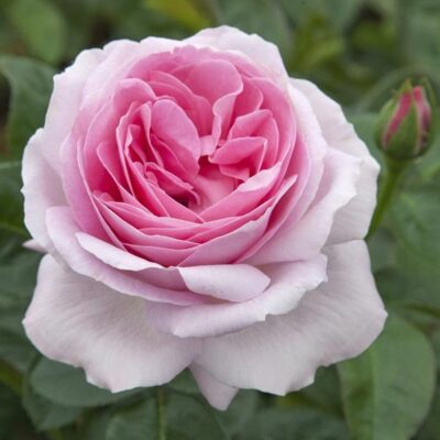 La Rosa Pink Eureka è caratterizzato da una resistenza eccezionale ed è già stata premiata più volte per le sue qualità.