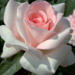 La Rosa Prince Jardinier è impreziosita da grossi fiori con circa 80 petali di un delicato color panna molto pallido a centro rosato che sprigionano un forte profumo rosa di maggio