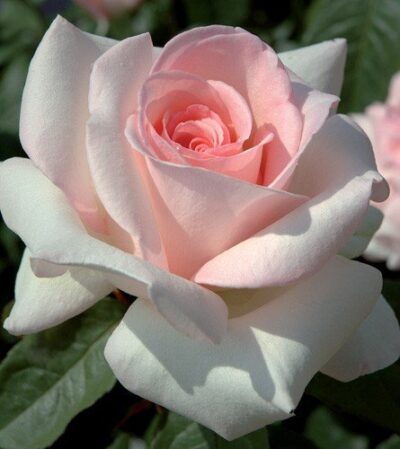 La Rosa Prince Jardinier è impreziosita da grossi fiori con circa 80 petali di un delicato color panna molto pallido a centro rosato che sprigionano un forte profumo rosa di maggio