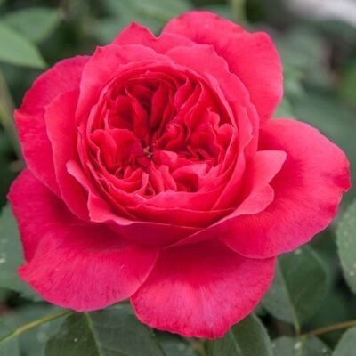 La Rosa Ruban Rouge è una novità di questa stagione che fa riferimento al nastro rosso contro l'AIDS.