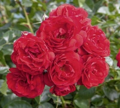 La Rosa Scarlet Bonica possiede un colore rosso acceso molto piacevole per una fioritura intensa e continua.