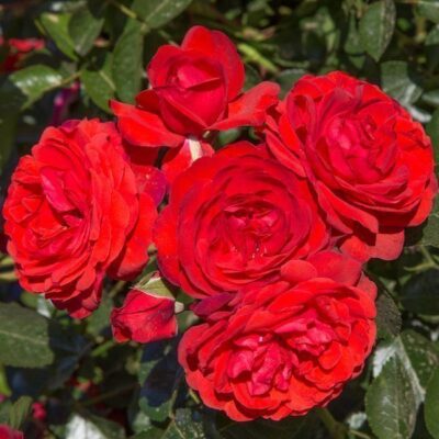 ROSA SCARLET BONICA