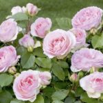 La rosa Sophia Romantica offre una fioritura abbondante con piccoli fiori molto doppi con oltre 100 petali, dal colore bianco crema e centro rosa pastello.