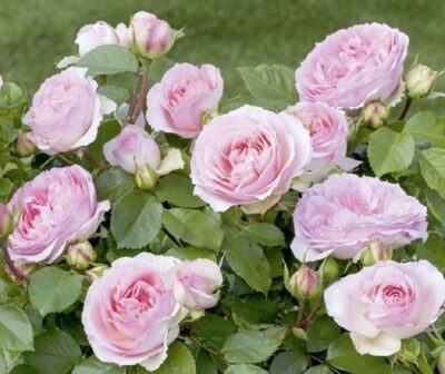 La rosa Sophia Romantica offre una fioritura abbondante con piccoli fiori molto doppi con oltre 100 petali, dal colore bianco crema e centro rosa pastello.