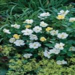 La Rosa Sunny Knock Out con la fioritura abbondantissima e una rifioritura rapida, illuminerà le aiuole con il colore giallo chiaro che evolve verso il giallo pallido