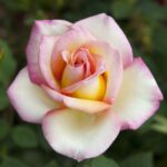 Rosa Sweet EUREKA® Meihozihas