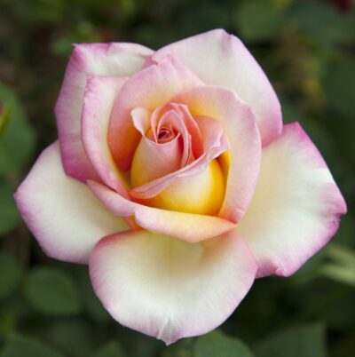 Rosa Sweet EUREKA® Meihozihas