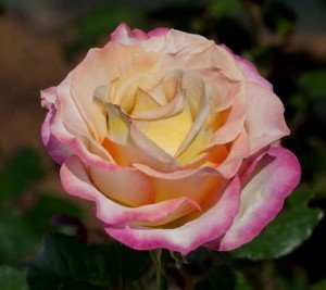 La Rosa Sweet Eureka offre une fioritura regolare ed abbondante. I fiori di colore giallo pastello bordato di rosso