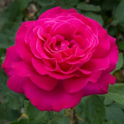 Rosa VELASQUEZ® Meimirtylus