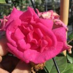 particolare del fiore di rosa zephirine drouhin