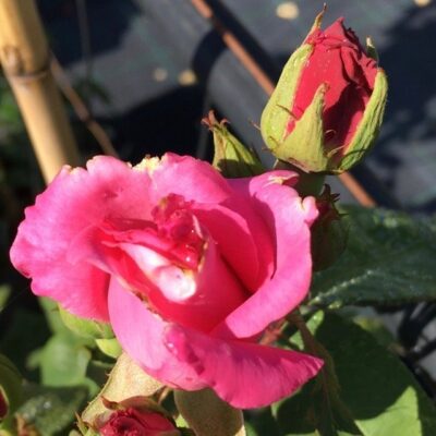 petali di rosa zephirine drouhin gpt
