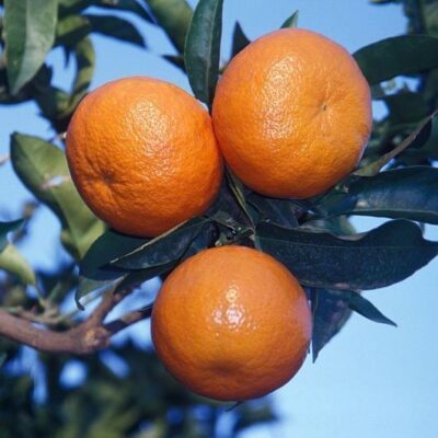 Primo piano di frutti di Tangelo Nova Clemenvilla