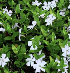 Vinca minor 'Alba'
