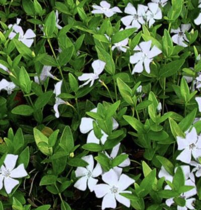 Vinca minor 'Alba'