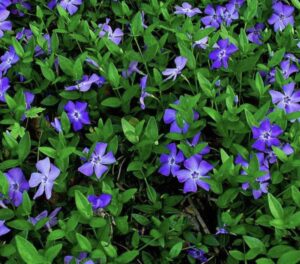 Vinca minor 'Atropurpurea'