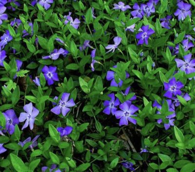 Vinca minor 'Atropurpurea'