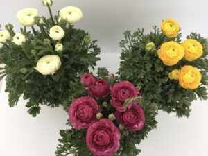 fiori di ranuncolo