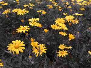 piante di Euryops pectinatus in vivaio