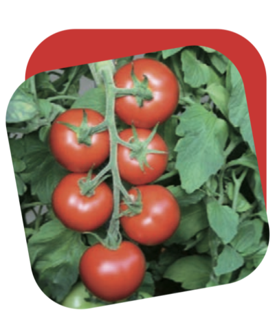 Pomodoro Grappolo Rosso