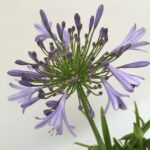 particolare del fiore di agapanto africano blu