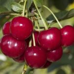 Frutti di Amarena Gerema