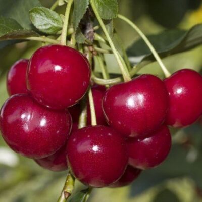 Frutti di Amarena Gerema