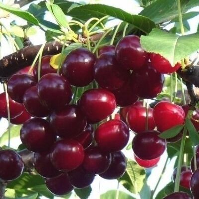 Frutti di Amarena Ungarische Traubige