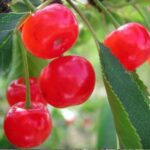 Primo piano di Frutti di Amarena Montmorency