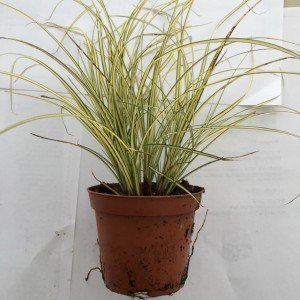 Primo piano della pianta di Carex brunnea Jenneke